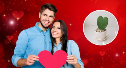 San Valentin: mira cuál es la planta que debes regalar para no fallar