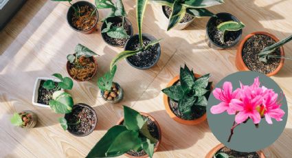 4 plantas de interiores que no necesitan del sol