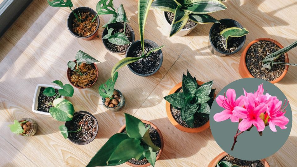 Plantas. Fuente: Pexels / Huy Phan