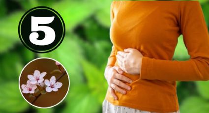 5 plantas medicinales con efecto laxante para sentirte más liviana