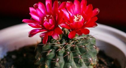 Jardinería: haz que tu cactus se llene de flores con este ingrediente de tu cocina