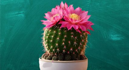 El trucazo con 3 ingredientes para que cactus estalle de flores