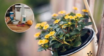 Haz que tus plantas estallen de flores con este ingrediente de cocina