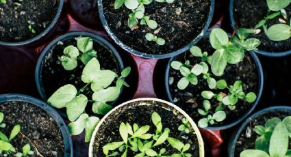 Abono casero: el preparado para que tus plantas de interior estallen de flores