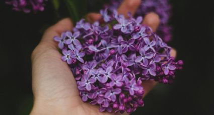 Jardinería: el método infalible para reproducir la lavanda