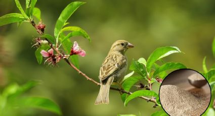 Fortalece las plantas de tu jardín con este abono casero a base de levadura