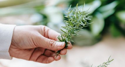 Corta unas ramitas de esta planta de tu jardín y prepara una crema antiarrugas