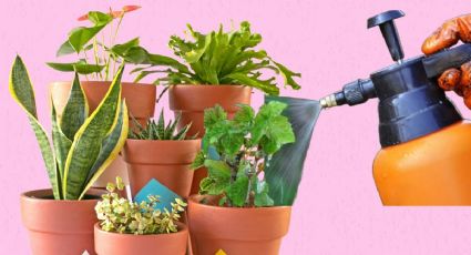 Jardinería: este es el fertilizante que revivirá tus plantas de interior