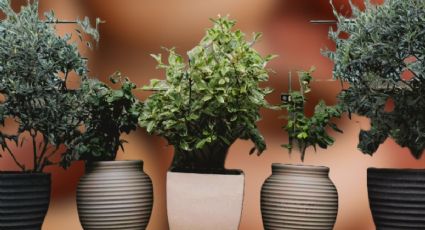 5 concejos para elegir las macetas ideales para tus plantas de exterior