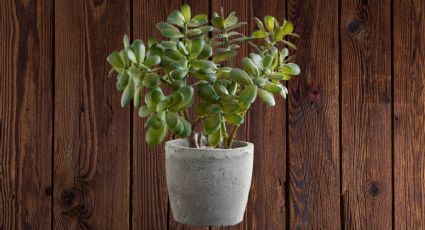 Despierta la belleza de tu Crassula ovata: 5 claves para un árbol de jade sano y fuerte