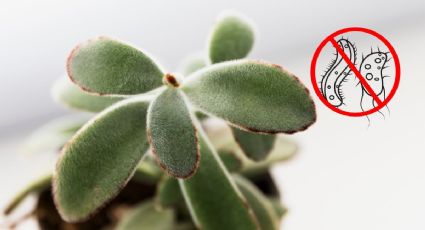 Árbol de Jade: protege tu planta de enfermedades, hongos y bacterias, con este tip