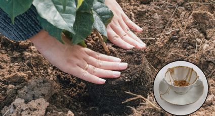 La infusión natural a base de una hierba que ayuda al relax