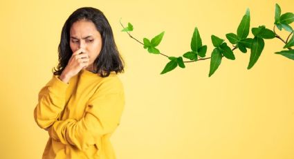 El abono que eliminará el mal olor de tus plantas