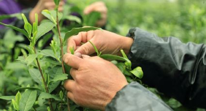 La planta que arrancas de tu jardín y no sabías que tiene múltiples beneficios