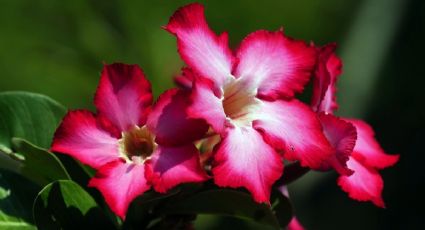 Guía de cuidados de la rosa del desierto para que siempre tenga flores