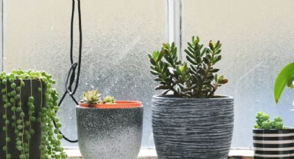 4 formas de usar el agua oxigenada en tus plantas y jardín