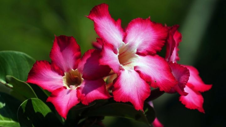 Guía de cuidados de la rosa del desierto para que siempre tenga flores