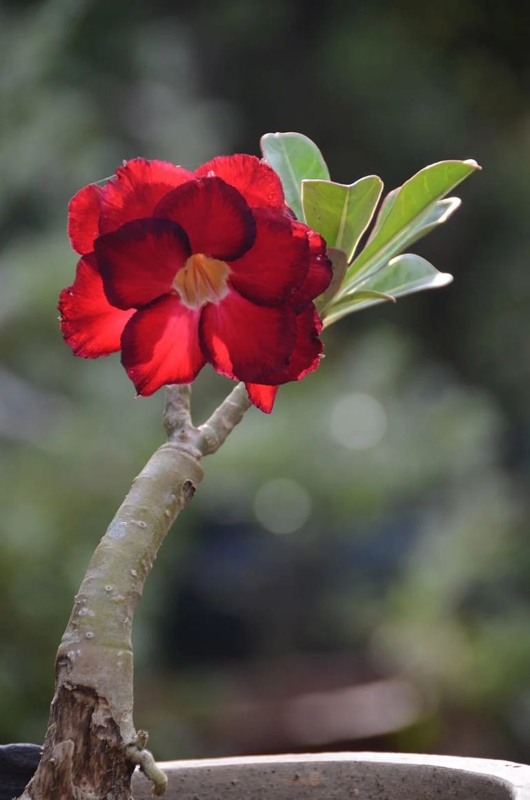 ROSA DEL DESIERTO 