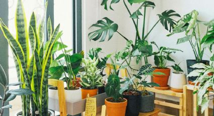 Estas son las mejores plantas de la suerte para decorar el salón