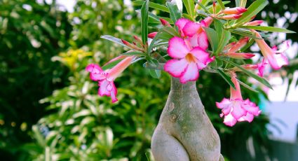 El secreto de los jardineros para que la rosa del desierto florezca rápido