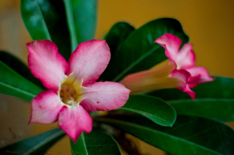 flor del desierto