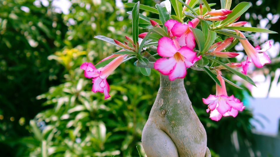 El secreto de los jardineros para que la rosa del desierto florezca rápido
