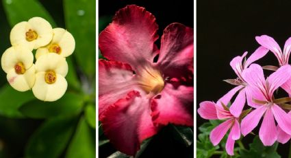 3 plantas que dan muchas flores entre más tiempo las expongas al sol