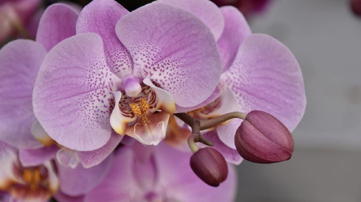 Así puedes hacer florecer las orquídeas sin sustrato y solo con agua