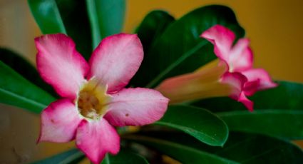 ¿Cómo hacer que la rosa del desierto tenga más flores SIN usar fertilizantes o abonos?