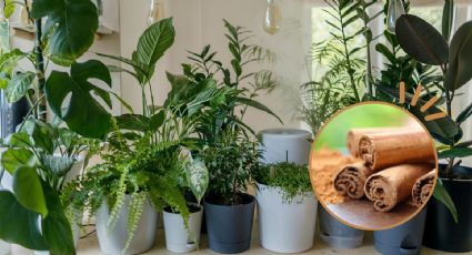 5 formas de usar la canela en las plantas y el jardín