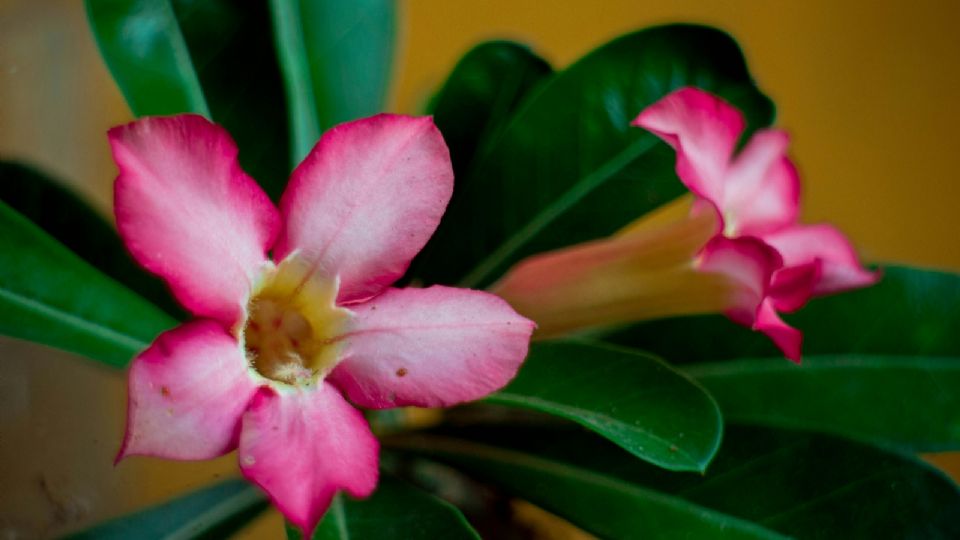 Así puedes hacer que la rosa del desierto tenga flores abundantes sin fertilizantes ni abonos