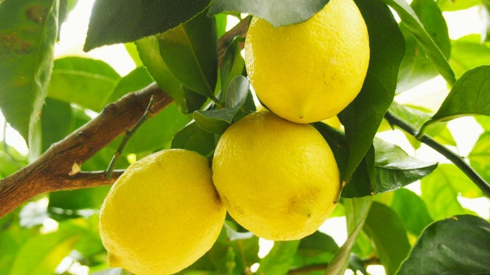 Descubre los secretos para que tu árbol de cientos de limones. Foto: Unsplash