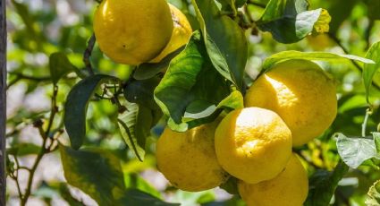 Revive tu limonero en maceta seco con bicarbonato de sodio