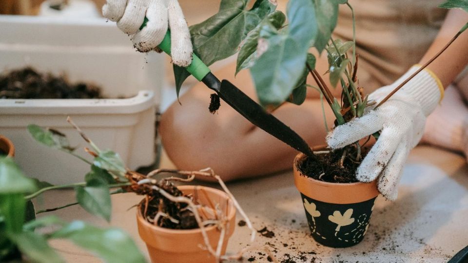 Descubre como evitar las hojas amarillas en tus plantas. Foto: Pexels