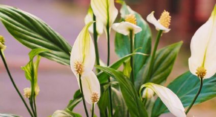 Trucos de jardinería para que el lirio de la paz florezca