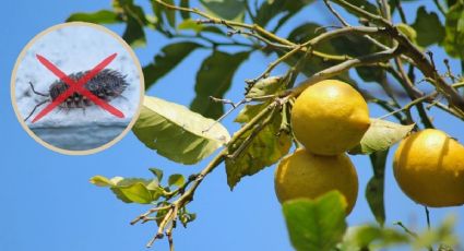 ¿Cómo eliminar la cochinilla del árbol de limón con un ingrediente?