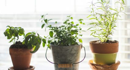 5 plantas medicinales que puedes cultivar en tu hogar