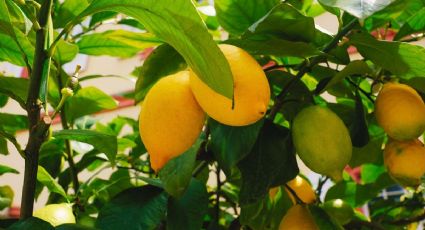 Agrega este ingrediente en tu árbol de limón para que comience a dar frutos