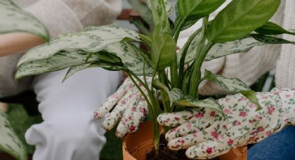 5 plantas aromáticas para alejar plagas e insectos de tu jardín