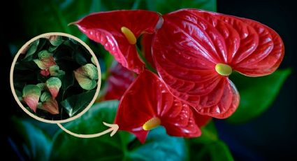 ¿Tus Anturios no tienen color? Así puedes hacer que tu planta dé flores rojas