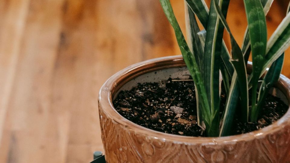 Reproduce tus plantas en versión miniatura. Foto: Pexels