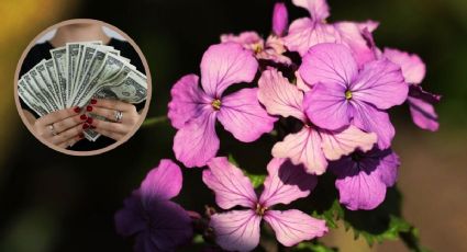 Conoce la flor que atrae dinero a montones si la pones en tu casa