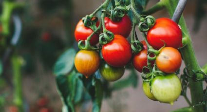 ¿Cómo podar la planta de tomate correctamente para que tenga más frutos?