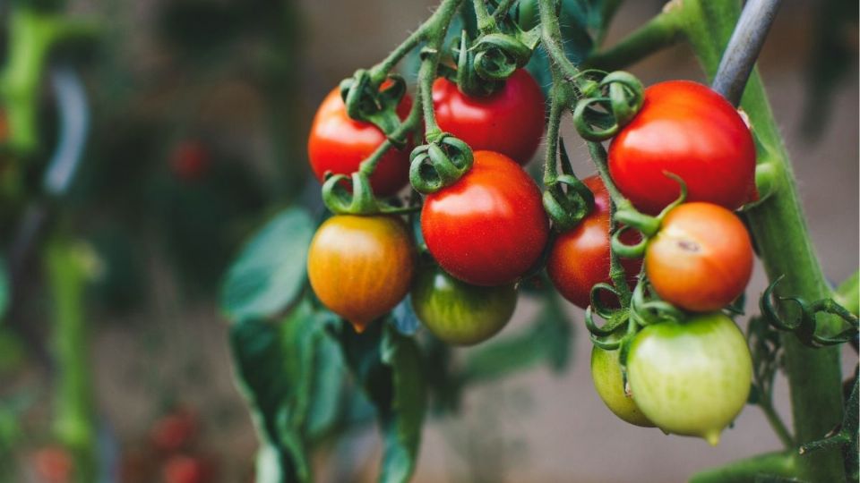 Esta es la forma correcta para podar tu planta de tomate. Foto: Unsplash