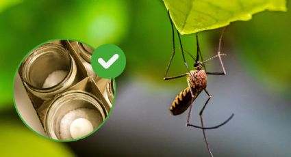 Elimina los mosquitos de tu habitación con este repelente casero decorativo