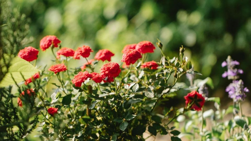 Esta es la manera de tener miles de rosas en tu hogar. Foto: Pexels