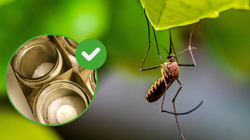 Elimina los mosquitos de tu habitación con este repelente casero decorativo