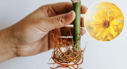 Truco de jardinería para enraizar cualquier flor en casa