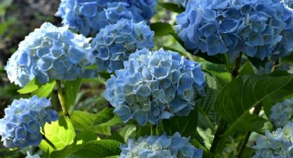 Así puedes revivir tus hortensias solo con agua