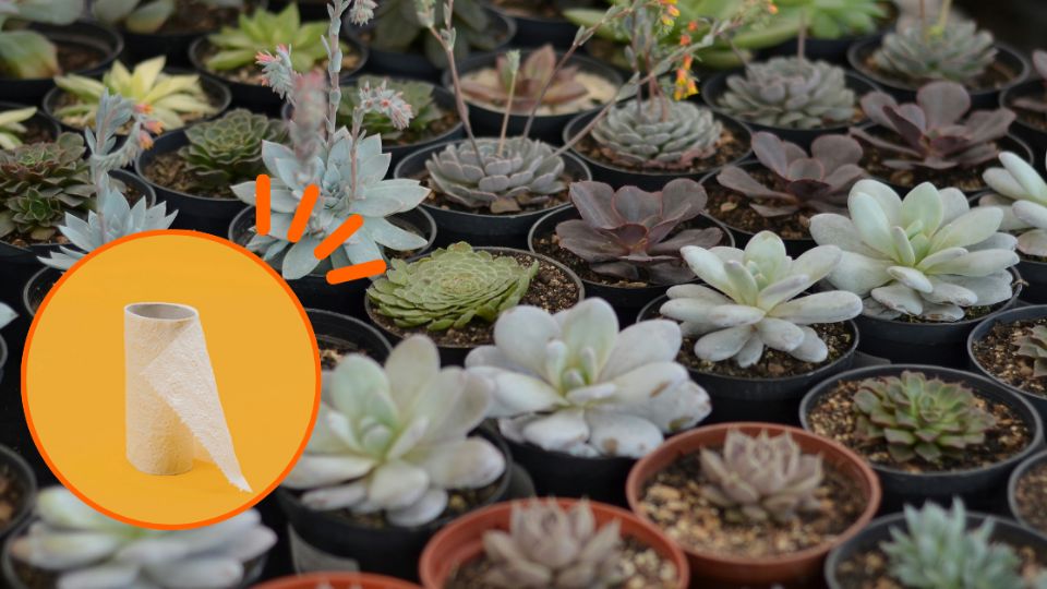 Recicla tus rollos de cartón para hacer el mejor abono orgánico para plantas
